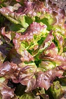 Lactuca sativa 'Edox' - Lettuce