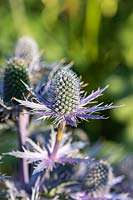 Eryngium x zabelli 'Big Blue'