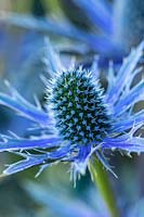 Eryngium x zabelli 'Big Blue'