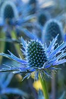 Eryngium x zabelli 'Big Blue'