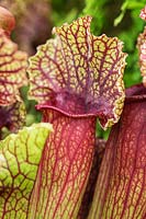 Sarracenia x mitchelliana heavy veined - Pitcher Plant