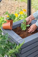 Woman planting Cucumber Burpless young plants into container inside a greenhouse