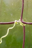 Detail of Cucumber 'Burpless Tasty' tendril clinging to netting. 