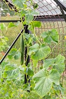 Cucumber 'Burpless Tasty Green' growing in greenhouse