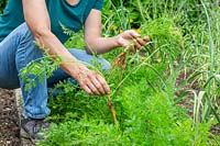 Woman thinning carrots