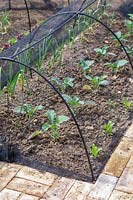 Netting tunnel in vegetable garden protecting the crops against pigeons