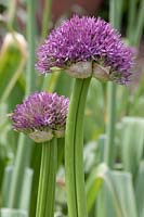 Allium 'Pinball Wizard'