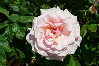 Rosa 'Thelma Barlow' rose