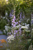 Campanula sarmatica 'Hemelstraling', Achillea 'Terracotta' and Daucus carota in border.  The Urban Pollinator Garden. Sponsored by Warner's Distillery. RHS Hampton Court Palace Garden Festival, 2019.
