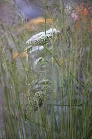 Daucus carota - Wild carrot - amongst grasses.
