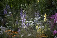 Mixed border of beneficial plants including Campanula sarmatica 'Hemelstraling', Achillea 'Terracotta', Verbascum 'Gainsborough' and Daucus carota. The Urban Pollinator Garden. Sponsored by Warner's Distillery. RHS Hampton Court Palace Garden Festival, 2019.