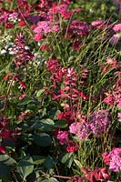 Salvia 'Wendy's Wish' and Achillea 'Lachsshonheit' - Yarrow 'Lachsshonheit'
