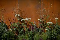 Corten steel wall with soft natural planting, including Angelica gigas, Echinops 'Taplow Blue', Daucus carota 'Dara', Echinacea purpurea 'White Swan', Stipa gigantea, Allium 'Red Mohican' and grasses. Apeiron: The Dibond Garden, designed by Alex Rainford-Roberts, Sponsored by Diabond, RHS Hampton Court Palace Flower Show, 2018. 