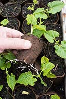 Phaseolus coccineus - Runner bean roots emerging through Peat-Free Fibre Plant Pots.