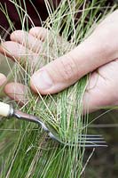 Person using old kitchen fork to remove dead foliage from Stipa tenuissima 'Pony Tails' in early spring. 