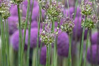 Allium ampeloprasum var. babingtonii 'Green Drops' - Babington's leek 'Green Drops'
