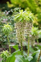 Eucomis bicolor - Two coloured pineapple lily - Variegated pineapple lily