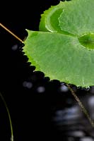 Nymphaea 'A Siebert'  - Water Lily 'A Siebert'