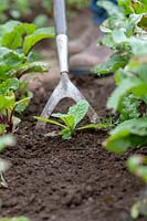 Weeding with a hoe between beetroot plants in a vegetable garden. 