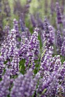 Lavandula x intermedia 'Anniversary Bouquet' - Lavender 'Anniversary Bouquet'