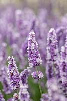 Lavandula x intermedia 'Anniversary Bouquet' - Lavender 'Anniversary Bouquet'