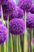 Allium 'Ambassador' flowers - Ornamental onions on a flower show display 