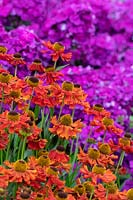 Helenium 'Mardi gras' - Sneezeweed 'Mardi gras' in a garden border with purple Phlox