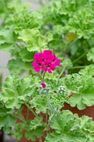 Pelargonium 'Rollisons Unique'