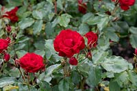 Rosa Ruby Anniversary 'Harbonny' - Rose 'Ruby Anniversary'
