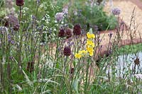 Allium amethystinum 'Red Mohican' in The Baroque garden at RHS Tatton Park Flower Show, 2019.
