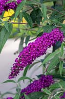 Buddleja davidii Nanho Purple 'Monum' - Butterfly Bush 'Nanho Purple'
 