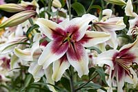 Lilium 'Yin' - Oriental Lily 'Yin'