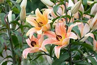 Lilium 'Zelmira' - Oriental Trumpet Lily 'Zelmira'