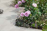 Rosa 'Eyes For You' in The Perfumers Garden, RHS Tatton Park Flower Show, 2019.  