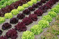 Rows of Lactuca sativa - Lettuce in vegetable patch, including Lettuce 'Navara', 'Flashy Butter Oak', 'Salad Bowl', 'Bigan', 'Lollo Bionda' and 'Rosso di Trento'

