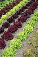 Rows of Lactuca sativa - Lettuce in vegetable patch, including Lettuce 'Navara', 'Flashy Butter Oak', 'Salad Bowl', 'Bigan', 'Lollo Bionda' and 'Rosso di Trento'