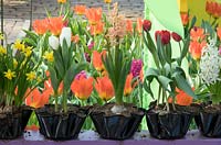 A row of flowering Hyacinthus, Narcissus and Tulipa are planted in containers made from distorted records. 
