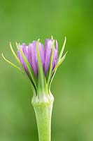 Tragopogon porrifolius - Salsify