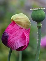 Papaver somniferum - Opium Poppy - Opening flower and seedhead 
