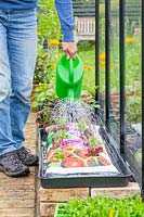 Woman watering newly planted lettuce plugs in growbag using a watering can. 