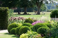 Clipped Box balls and flowering Alliums in border, with view to group of alpaccas resting on lawn. 