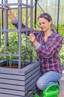 Woman installing the support in a container planted with tomato plants. 