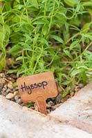 Hyssop with copper label. 