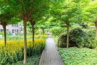 Boardwalk pathway runs along borders of Robinia trees, Geranium and Lysimachia punctata. Amersterdam, The Netherlands.
