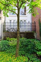 Tree underplanted with Lysimachia nummularia, Tiarella cordifolia and Helleborus foetidus. The Garden of Prometheus Publishers on Herengracht canal, Amsterdam, The Netherlands. 