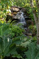 A view over the Gunnera manicata to the waterfall in the RHS Back to Nature Garden.  Acer pseudoplatanus, and ferns - Blechnum spicant and Asplenium scolopendrium. Designer: HRH The Duchess of Cambridge with AndrÃ©e Davies and Adam White. 2019 RHS Hampton Court Flower Show 