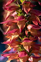 Digitalis x valinii 'Firebird'