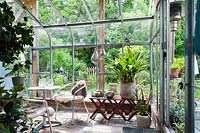 Aspidistra, Cymbidie and Camellia planted in pots in greenhouse in May