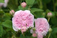 Rosa 'Aimable Amie', June