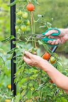 Woman using scissors to remove tomato foliage in order to aid ripening of fruit